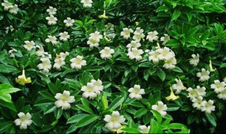 非洲茉莉的养殖方法和注意事项 非洲茉莉的养殖方法和注意事项有哪些