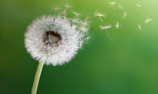 传播种子的方法有哪些（其它植物传播种子的方法有哪些）