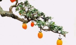 金弹子嫁接时间和嫁接方法（金弹子嫁接时间和嫁接方法视频）