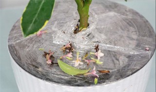 金边瑞香的养殖方法和注意事项 金边瑞香的养殖方法和注意事项 盆栽