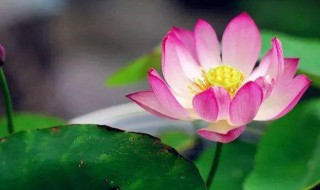 令箭荷花的养殖方法和注意事项 仙人掌嫁接令箭荷花的养殖方法和注意事项
