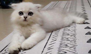 驱赶猫长期有效好办法（驱赶猫长期有效好办法 知乎）
