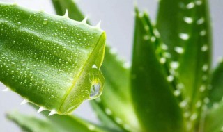 芦荟怎样做面膜 芦荟怎样做面膜 制作方法