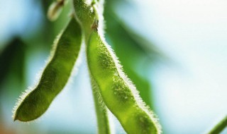 毛豆怎么保存种子（毛豆子怎么储存）