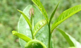 新手怎么选择茶叶（新手怎么选择茶叶品种）