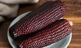 黑玉米为什么不能吃 黑玉米为什么不能吃 基因