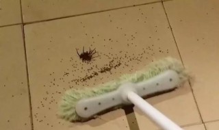 去除小蜘蛛的方法（如何去除小蜘蛛）