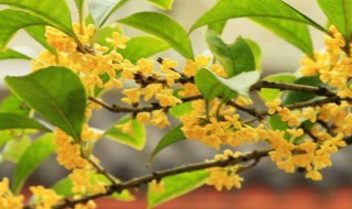 秋天有什么花开（秋天有什么花开了名字）