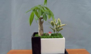 发财树的养植方法（发财树的养植方法和技巧）