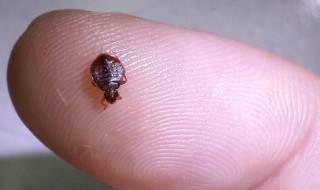 除臭虫的最快方法 除臭虫最简单的方法如下