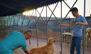 犬舍的建造方法 犬舍的建造方法图片