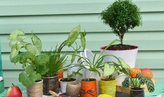 室内植物有哪些好养（室内植物有哪些好养图片）
