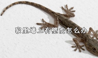 家里有壁虎怎么处理有效（家里有壁虎怎么处理?）