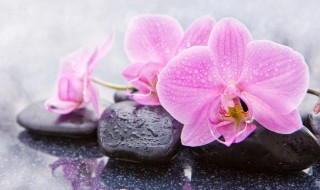 兰花栽培入门（兰花栽培入门总后）