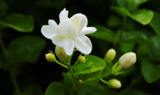 茉莉花家庭养殖方法 茉莉的养殖方法和注意事项