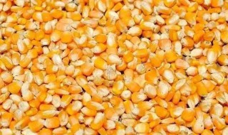 老玉米窝料制作方法 老玉米窝料制作方法快速