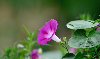 牵牛花种植时间方法 牵牛花种植方法及管理要点