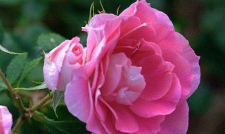 月季花病怎么处理 月季花 病