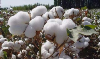 棉花的取样方法 棉花的取样方法视频