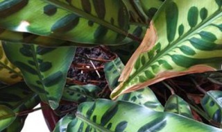 纹株的养殖方法
