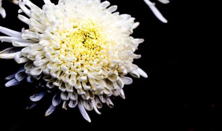 夏菊的扦插方法 夏菊开花后怎么修剪