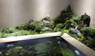 鱼池里水草怎么处理 鱼池里的水草怎么处理