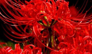 彼岸花为什么叫死人花 彼岸花是国家几级保护花