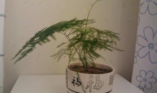 文竹的风水作用（文竹的风水作用禁忌是真的吗）