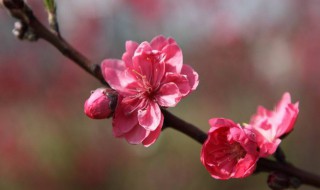 怎样催旺桃花运 怎样催旺桃花运气