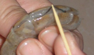 怎样去虾线（活虾怎样去虾线）