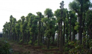 大香樟树怎样做盆景 大香樟树怎么修剪