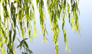 柳叶上的虫怎么处理（柳树叶上的虫子叫什么）