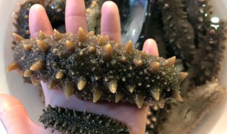 泡发海参的最佳方法 家庭泡发海参的最佳方法