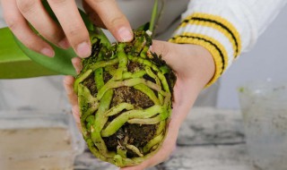 最简单蝴蝶兰家庭养法（最简单蝴蝶兰家庭养法不换植料可以养活吗）