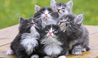 猫跳蚤怎么消灭简单（猫跳蚤如何消灭）