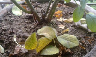 花肥伤根怎么处理（花根被肥料伤了怎么办?）