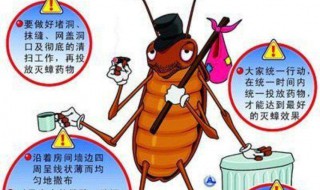 家里为什么有蟑螂 家里为什么有蟑螂幼虫