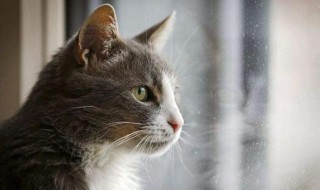 梦见小猫是什么意思 梦见小猫是什么预兆 女性