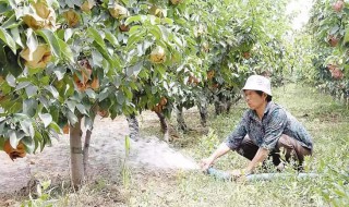 怎样做肥水浇果树（怎样做肥水浇果树好）