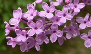 丁香花是什么颜色 丁香花是什么颜色的花
