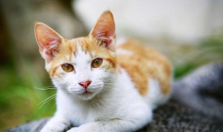 养猫公猫和母猫哪个好 养猫公猫好母猫好