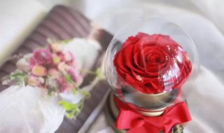 永生花的花语是什么（紫色永生花的花语是什么）