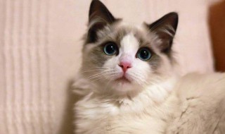 驱猫最有效的方法（发动机舱驱猫最有效的方法）