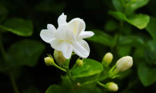 茉莉花是什么颜色 茉莉花是什么颜色的花蕊
