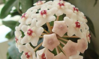 球兰怎么养才能开花（养球兰的三大忌）