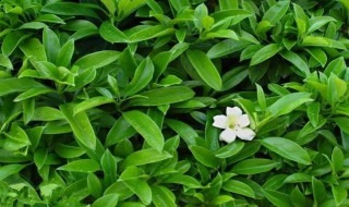 茉莉花什么时候开（横州茉莉花什么时候开）
