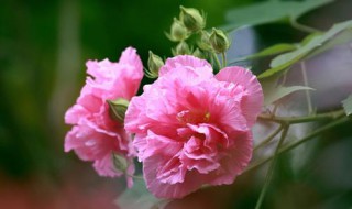 芙蓉花什么时候开花 芙蓉花什么时候开花?
