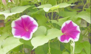 牵牛花什么时候开 玫瑰花什么时候开