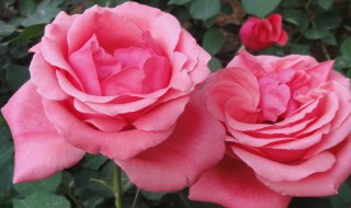 月季花是什么颜色（冰淇淋月季花是什么颜色）
