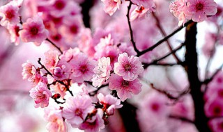 樱花什么时候开花 南京樱花什么时候开花